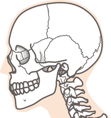 頭蓋骨のイメージ図